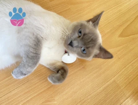 1 Yaşında British Shorthair Eş arıyorum