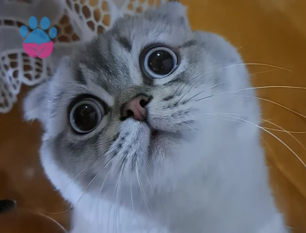 Scottish Fold Mındık 1 Yaşında - 118984300