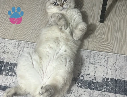 Scottish Fold Mındık 1 Yaşında