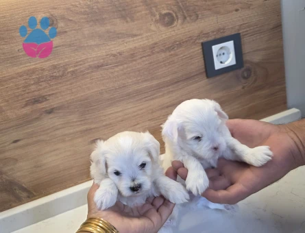 0 beden maltese minnaklarım - 118984302