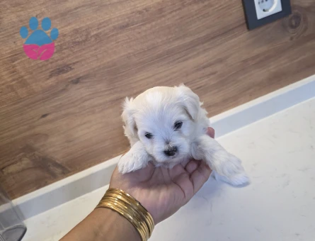 0 beden maltese minnaklarım