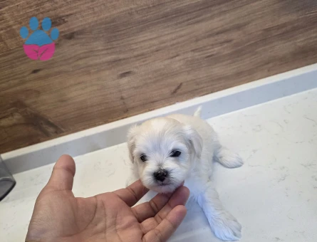 0 beden maltese minnaklarım
