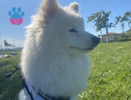 Pomernian Spitz Erkek - 118984303