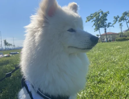 Pomernian Spitz Erkek - 118984303