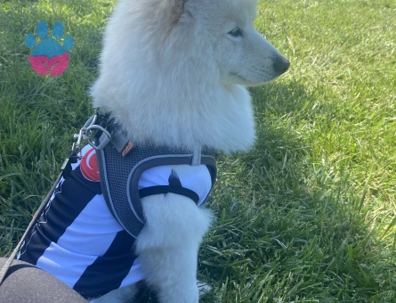 Pomernian Spitz Erkek