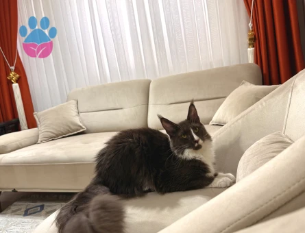 Maine Coon 1 Yaşında Eş Arıyor - 118984304