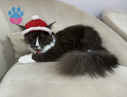 Maine Coon 1 Yaşında Eş Arıyor