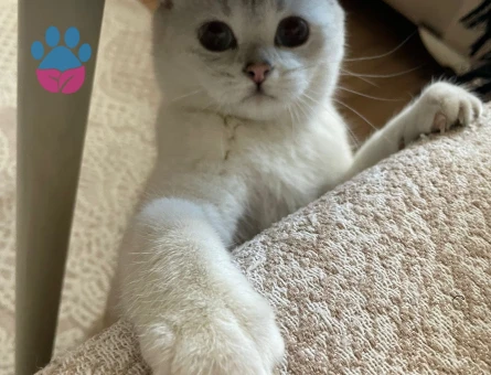 1,5 yaşında dişi british shorthair kedimiz İçin eş arıyoruz - 118984305