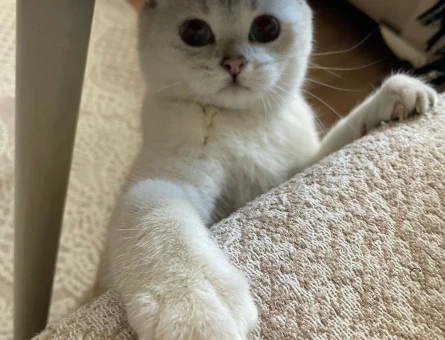 1,5 yaşında dişi british shorthair kedimiz İçin eş arıyoruz - 118984305