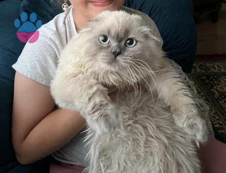Scottish Fold 1 Yaşında Kedim Eş Arıyor - 118984306