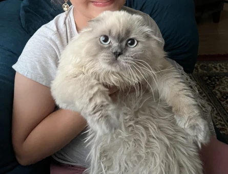 Scottish Fold 1 Yaşında Kedim Eş Arıyor - 118984306