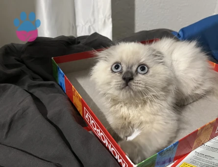 Scottish Fold 1 Yaşında Kedim Eş Arıyor
