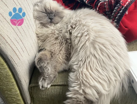 Scottish Fold 1 Yaşında Kedim Eş Arıyor