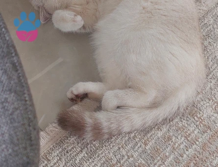 British Shorthair Yakışıklı damat adayı arıyoruz