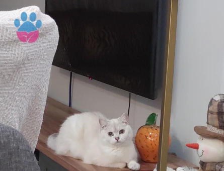 British Shorthair Yakışıklı damat adayı arıyoruz - 118984308