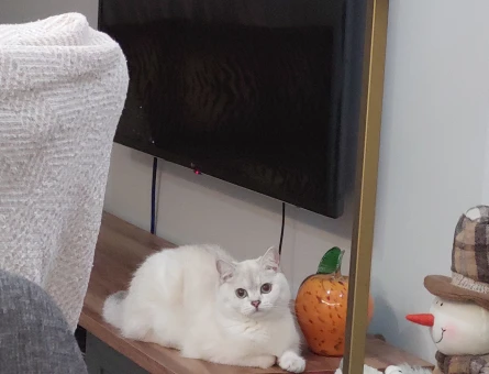British Shorthair Yakışıklı damat adayı arıyoruz - 118984308