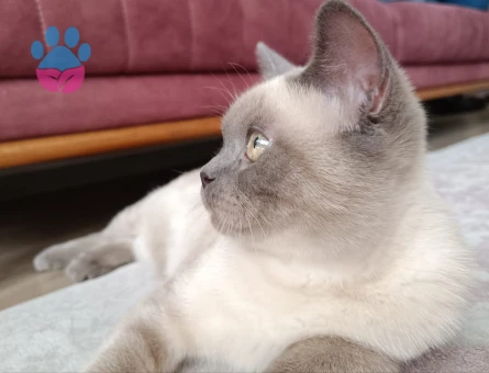 British Shorthair Blue Point