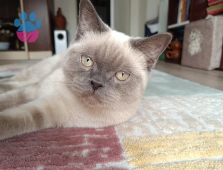 British Shorthair Blue Point