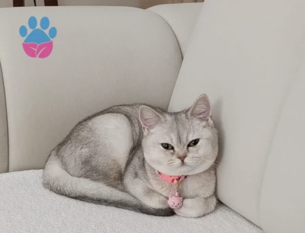 British shorthair safkan