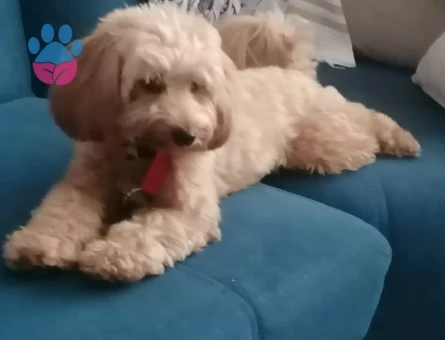 AKILLI USLU OĞLUŞUMA EŞ ARIYORUM