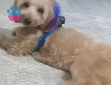 AKILLI USLU OĞLUŞUMA EŞ ARIYORUM