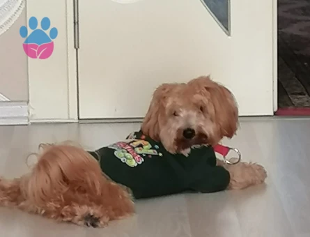 AKILLI USLU OĞLUŞUMA EŞ ARIYORUM