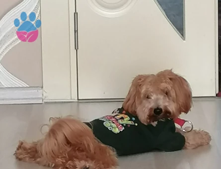 AKILLI USLU OĞLUŞUMA EŞ ARIYORUM