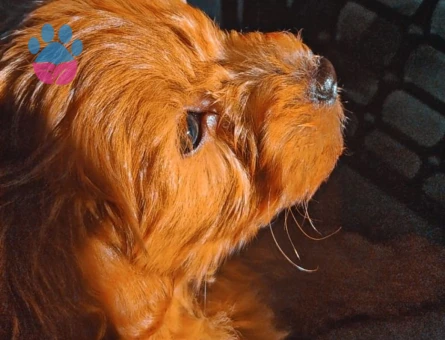 AKILLI USLU OĞLUŞUMA EŞ ARIYORUM