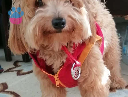 AKILLI USLU OĞLUŞUMA EŞ ARIYORUM