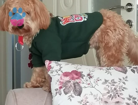 AKILLI USLU OĞLUŞUMA EŞ ARIYORUM