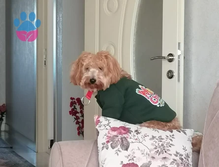 AKILLI USLU OĞLUŞUMA EŞ ARIYORUM