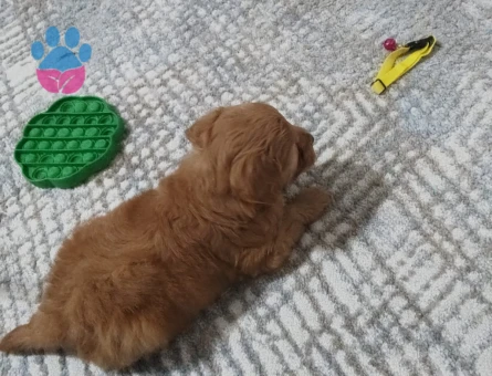 AKILLI USLU OĞLUŞUMA EŞ ARIYORUM