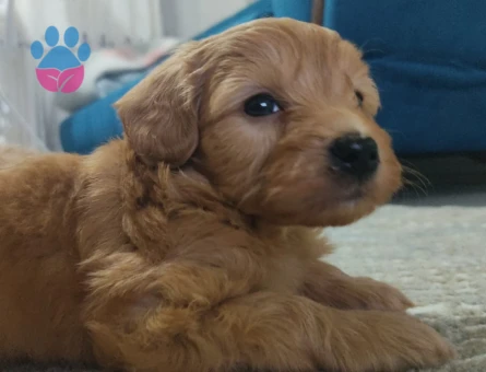 AKILLI USLU OĞLUŞUMA EŞ ARIYORUM