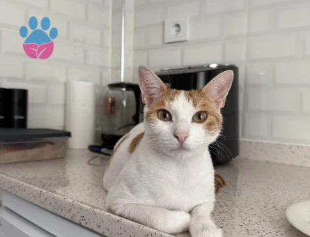 Güzel kızıma eş arıyorum