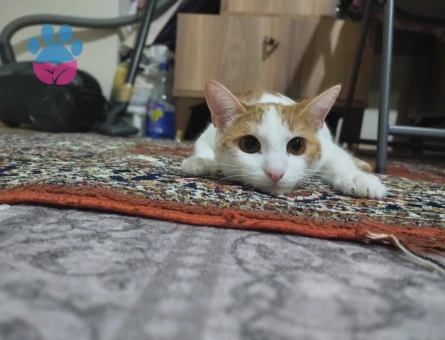 Güzel kızıma eş arıyorum