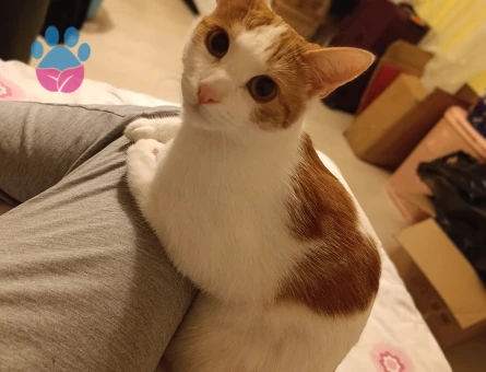 Güzel kızıma eş arıyorum