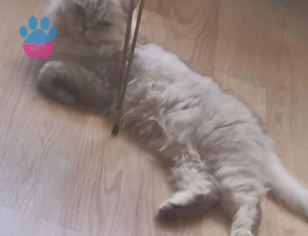 Kızgınlıktaki Kızıma Eş Arıyorum