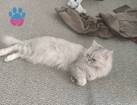 Kızgınlıktaki Kızıma Eş Arıyorum