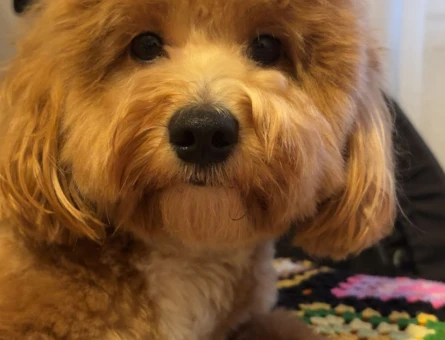 Maltipoo Oğlum Eş Arıyor - 118984598