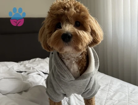 Maltipoo Oğlum Eş Arıyor