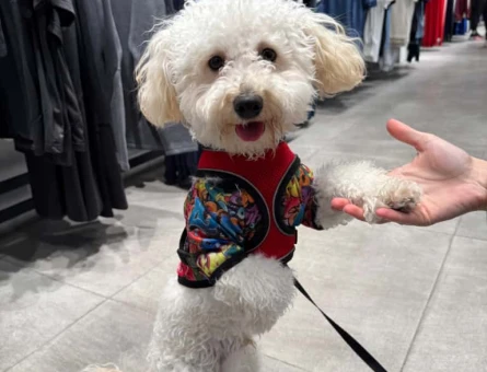 1.5 Yaşında Maltipoo  Oğlum Eş Arıyor - 118984599