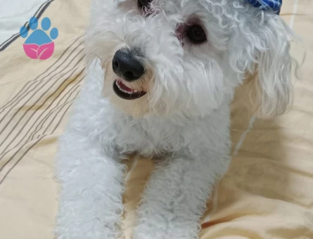1.5 Yaşında Maltipoo  Oğlum Eş Arıyor