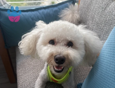 1.5 Yaşında Maltipoo  Oğlum Eş Arıyor