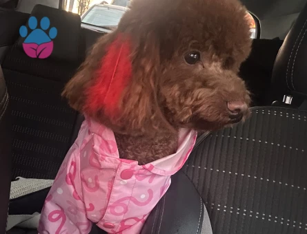 Toy Poodle Prensesime eş arıyorum - 118984602