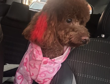 Toy Poodle Prensesime eş arıyorum - 118984602