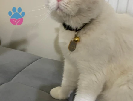 Scottish Lynx Erkek Kızgınlıkta