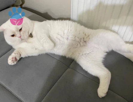 Scottish Lynx Erkek Kızgınlıkta