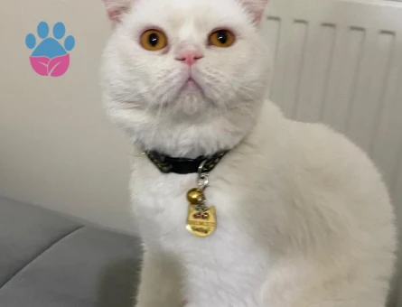 Scottish Lynx Erkek Kızgınlıkta