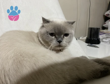 Scotish fold blue point