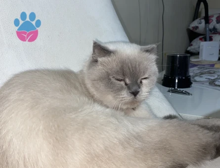 Scotish fold blue point